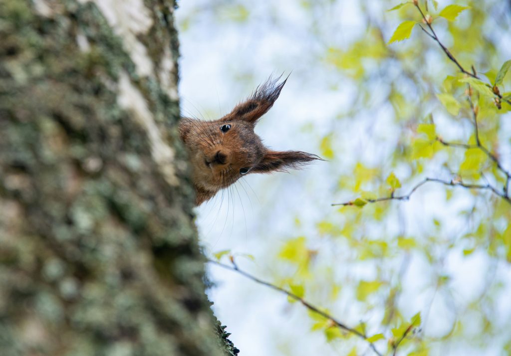 Hasse Lossius / Unsplash